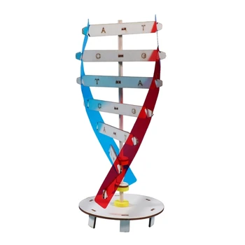 Модель ДНК Челнока Учебное Пособие По Биологическим Наукам Игрушка для Раннего Образования для Сборки ДНК