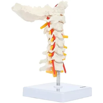 Анатомическая модель шейного позвонка человека со спинномозговыми нервами и артериями, подробные костные ориентиры, включая затылочную кость