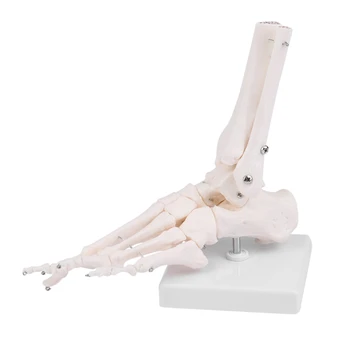 Анатомическая модель стопы человеческого скелета Стопа и лодыжка с анатомической моделью кости голени Анатомическая модель