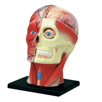 -Учебная модель человеческого тела с торсом, модель мышц головы, модель нервных органов для обучения студентов, модель сборки для учебы