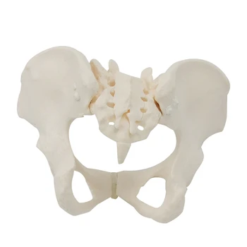 1 шт 1: 1 Модель женского таза в натуральную величину Модель скелета женского таза Анатомическая модель для научного образования