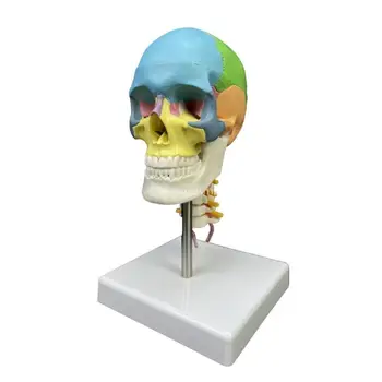 Цветная голова человека, Анатомическая модель черепа с шейным позвонком для учебного челнока