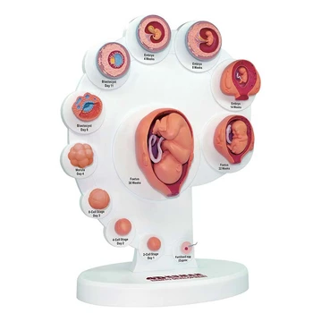 4D Анатомическая модель развития человеческого эмбриона, обучающая органу роста плода, собранные игрушки Alpinia
