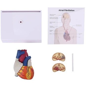 Анатомическая модель анатомии человеческого сердца в натуральную величину в разобранном виде для школьных научных ресурсов, демонстрация учебных пособий, прямая поставка