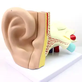 Модель улитковой структуры правого уха человека в натуральную величину из 5 частей, Медицинская школа