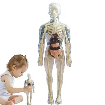 Модель анатомии человека 3D Модель анатомии тела Реалистичная модель человеческого тела От 4 лет Мягкое человеческое тело для научных и образовательных игрушек