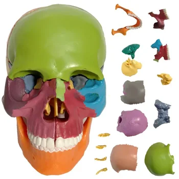 1/2 в натуральную величину, 15 деталей анатомии человека, красочная собранная модель черепа, медицинская модель мини-пластикового черепа, сборка модели человеческого черепа