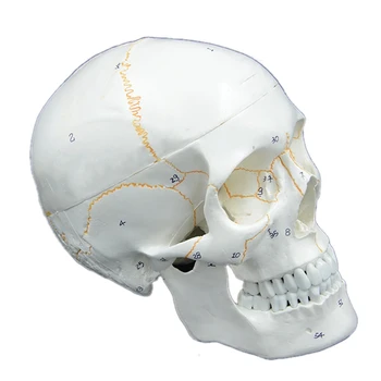 Размер Модели черепа, Анатомические принадлежности для обучения анатомии, голова скелета, учебные принадлежности для изучения