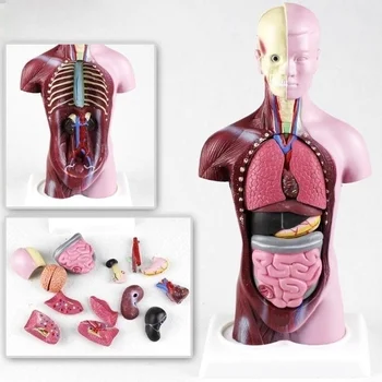28 см Съемный Человеческий Торс Модель Тела Анатомия Анатомические Медицинские Внутренние Органы Для Обучения