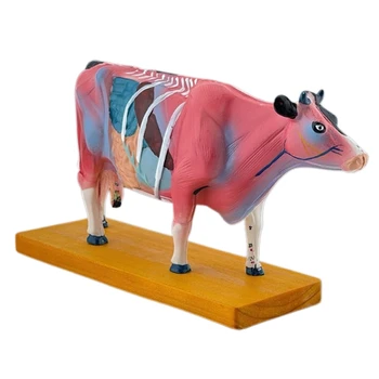 Анатомическая модель коровы для обучения акупунктуре и прижиганию, анатомический челнок для животных