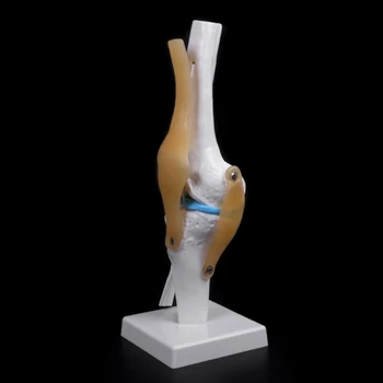Анатомический коленный сустав человека Модель гибкого скелета Анатомия медицинского учебного пособия