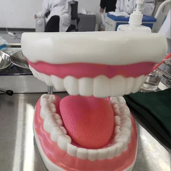 6X Стоматологический набор большого размера Для чистки зубов Зубной нитью Практика Изучения Модели зубов Обучающая модель Обычная демонстрация