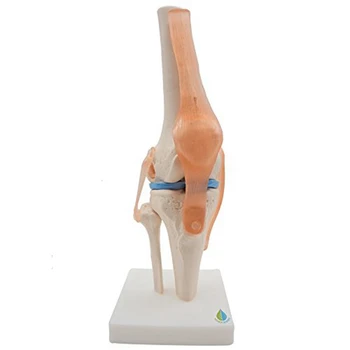 Анатомическая модель скелета коленного сустава, обучающая модель коленного сустава человека Со связками, модель в натуральную величину