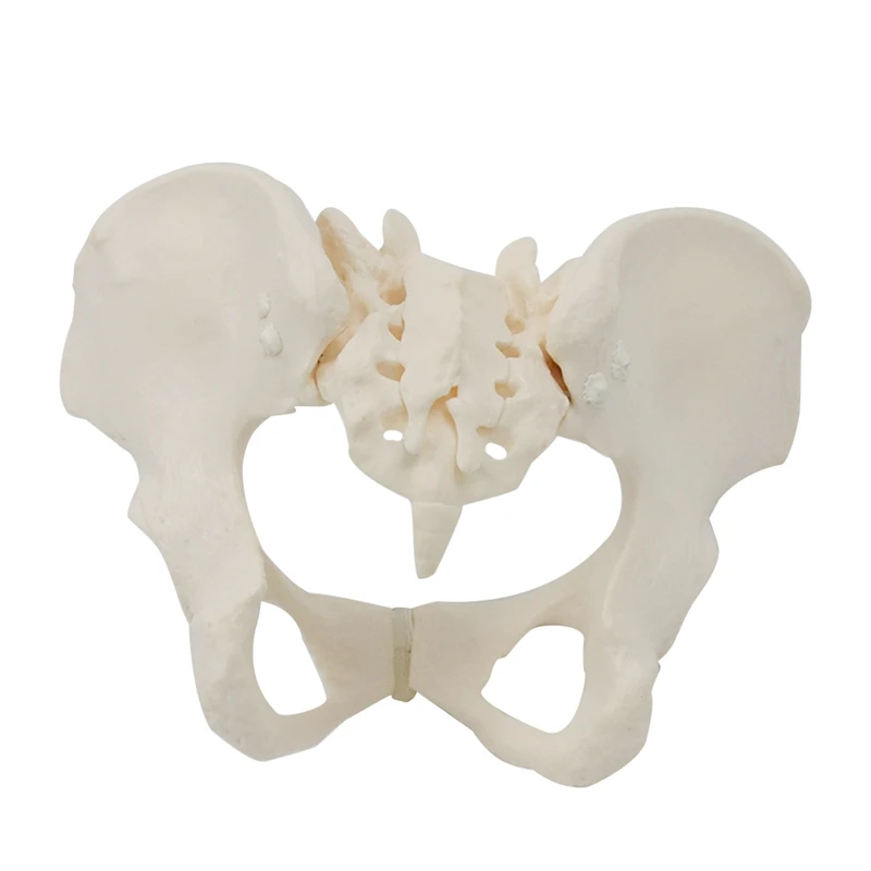 1 шт 1: 1 Модель женского таза в натуральную величину Модель скелета женского таза Анатомическая модель для научного образования - 0