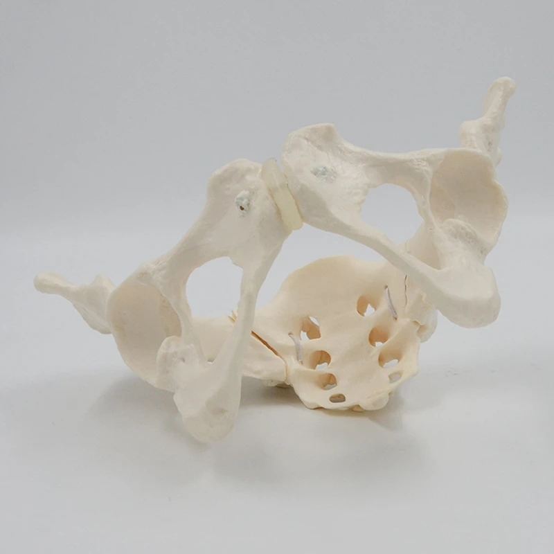 1 шт 1: 1 Модель женского таза в натуральную величину Модель скелета женского таза Анатомическая модель для научного образования - 1