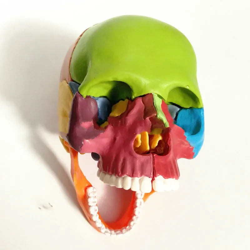 1/2 в натуральную величину, 15 деталей анатомии человека, красочная собранная модель черепа, медицинская модель мини-пластикового черепа, сборка модели человеческого черепа - 2