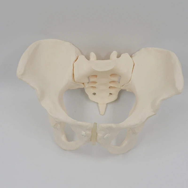 1 шт 1: 1 Модель женского таза в натуральную величину Модель скелета женского таза Анатомическая модель для научного образования - 3