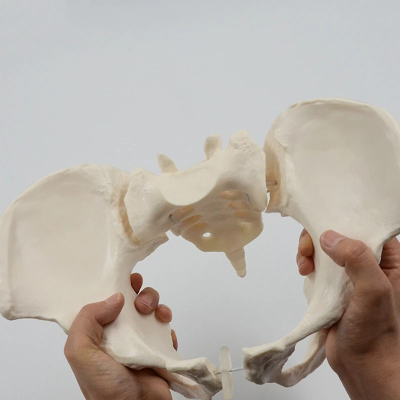 1 шт 1: 1 Модель женского таза в натуральную величину Модель скелета женского таза Анатомическая модель для научного образования - 4