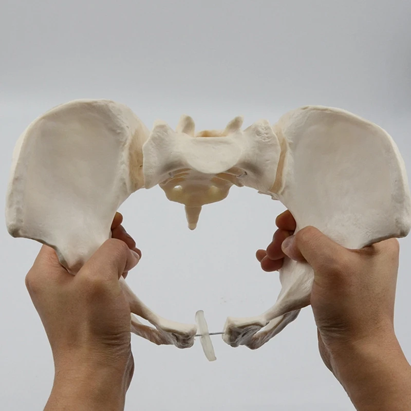 1 шт 1: 1 Модель женского таза в натуральную величину Модель скелета женского таза Анатомическая модель для научного образования - 5
