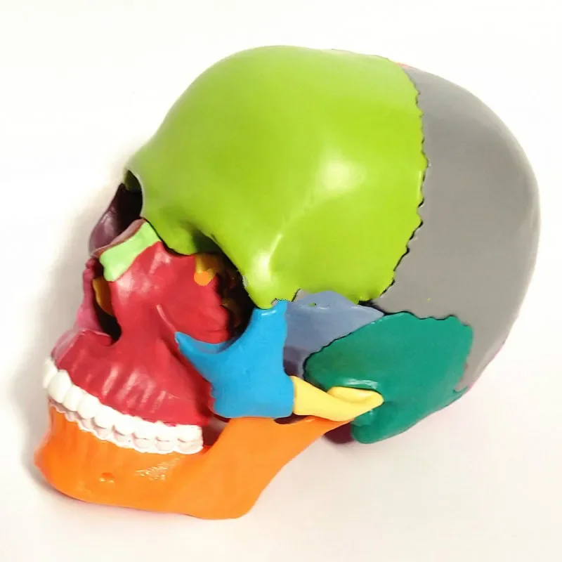 1/2 в натуральную величину, 15 деталей анатомии человека, красочная собранная модель черепа, медицинская модель мини-пластикового черепа, сборка модели человеческого черепа - 5
